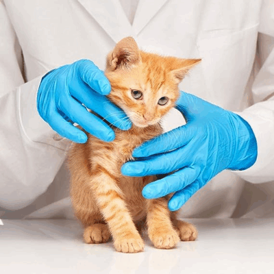 Hot pink latex free nitrile glove